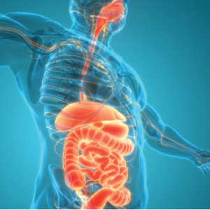 Gastroenterology and Hepatology Board Review 2023 (Videos)