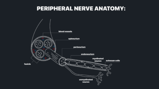 MRI Online MRI Mastery Series: Nerve Imaging – Entrapment Neuropathy and Tumor Imaging of Nerves 2021