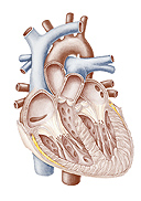 Comprehensive Cardiology Seminar and Board Review Course (NYU) 2015 (CME Videos)